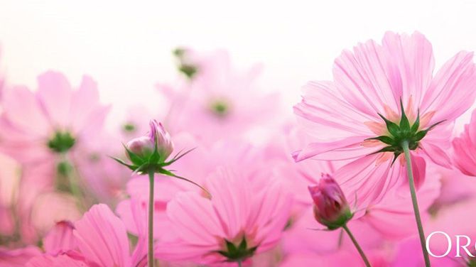 Refresh Yourself by Attending Retreat Festival